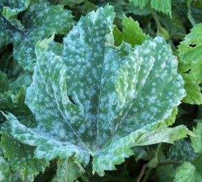 Podosphaera macularis on hop leaf.