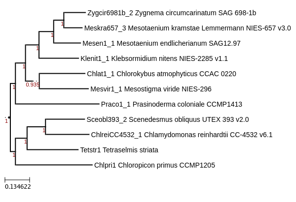 Maximum-Likelihood phylogeny generated by FastTree for Prasinoderma coloniale CCMP1413 with Chlorophyta and Streptophyta algal comparators