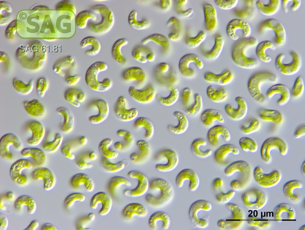 Raphidocelis subcapitata micrograph