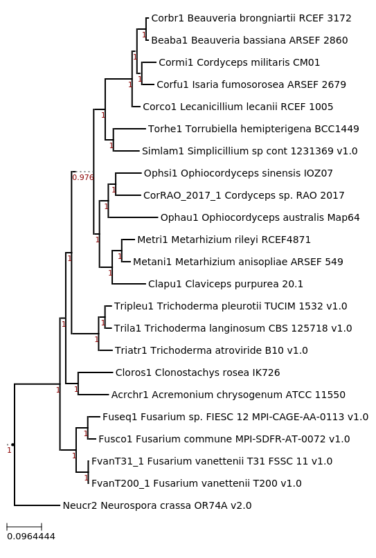 Maximum Likelihood tree showing phylogenetic neighborhood of Simplicillium lamellicola cont 1231369 (Simlam1) 