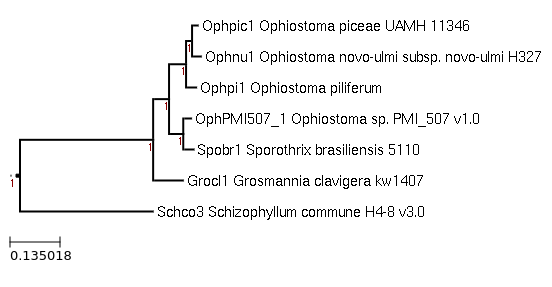 Maximum-Likelihood phylogeny generated by FastTree for Sporothrix brasiliensis 5110 and related species 