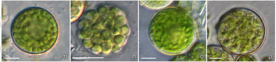 Lobaria pulmonaria and Symbiochloris reticulata
