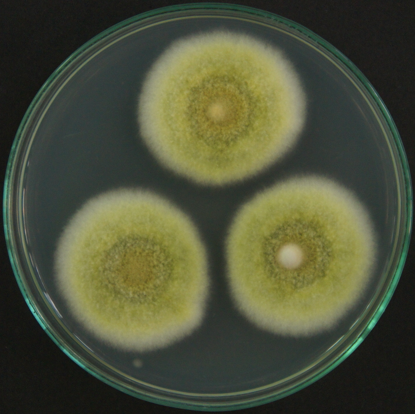 Talaromyces sp. HC1 growing on potato dextrose agar. Image by Diego Jimenez.