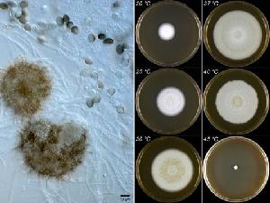 The left panel shows a microscopic picture of Thielavia appendiculata CBS 731.86 grown on malt extract agar (MEA) medium at 30 degrees Celsius. The right panel shows six colonies of Thielavia appendiculata CBS 731.68 after 10 days growth on MEA at six different temperatures. The figure is created by Cobus Visagie and Joost van den Brink.