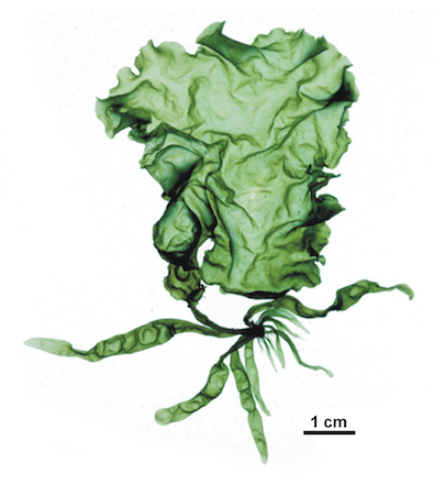 Ulva mutabilis wildtype gametophyte mating type (-) [Image courtesy of Olivier de Clerck] 