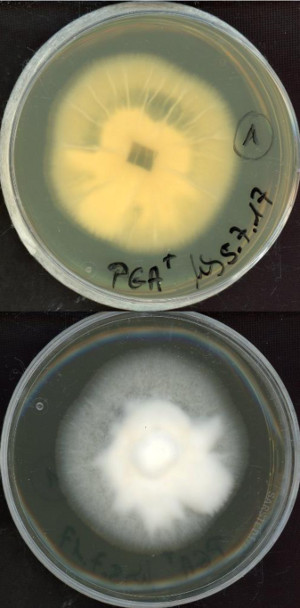 Verticillium dahliae MPI-CAGE-AT-0001 growing in the lab.